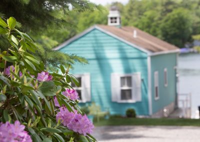 Cottage exteriors and purple rhododendrons.