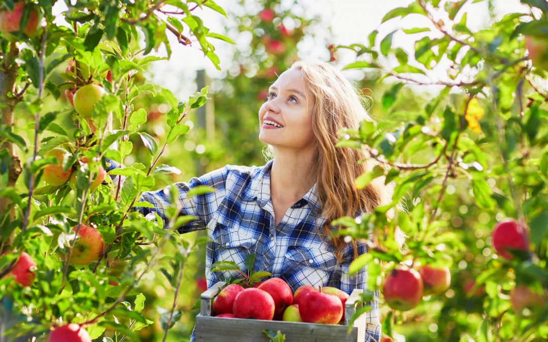 Fall Getaways: Apple Picking near Laconia, NH